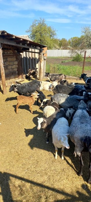 Продам романовских овец