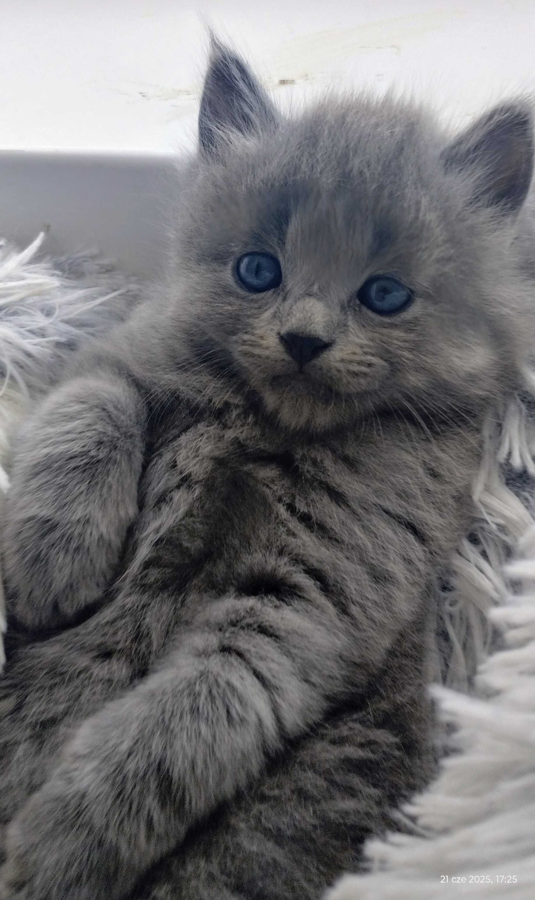 kotek rasy nebelung (rosyjski niebieski długowłosy)