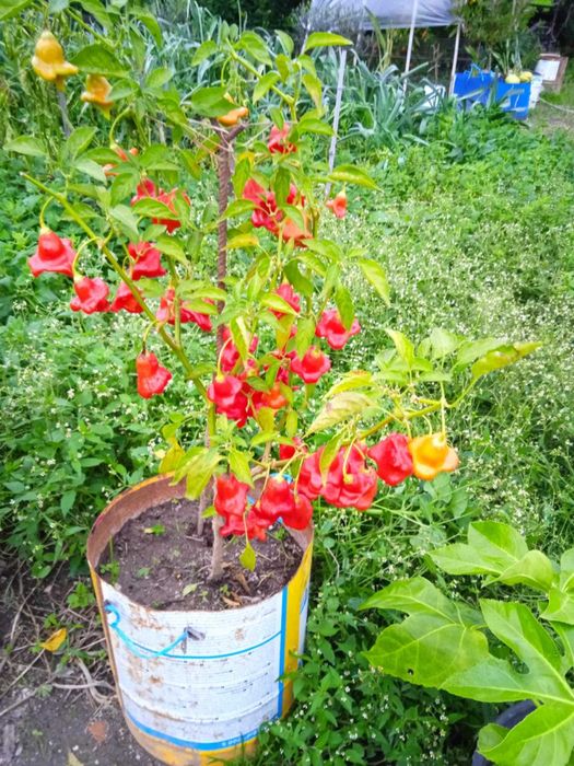 Planta de Pimenta “Chapéu-de-Bispo” – já com frutos