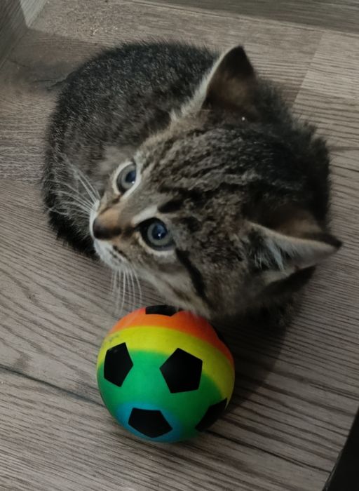 Kotki szukają nowego domku