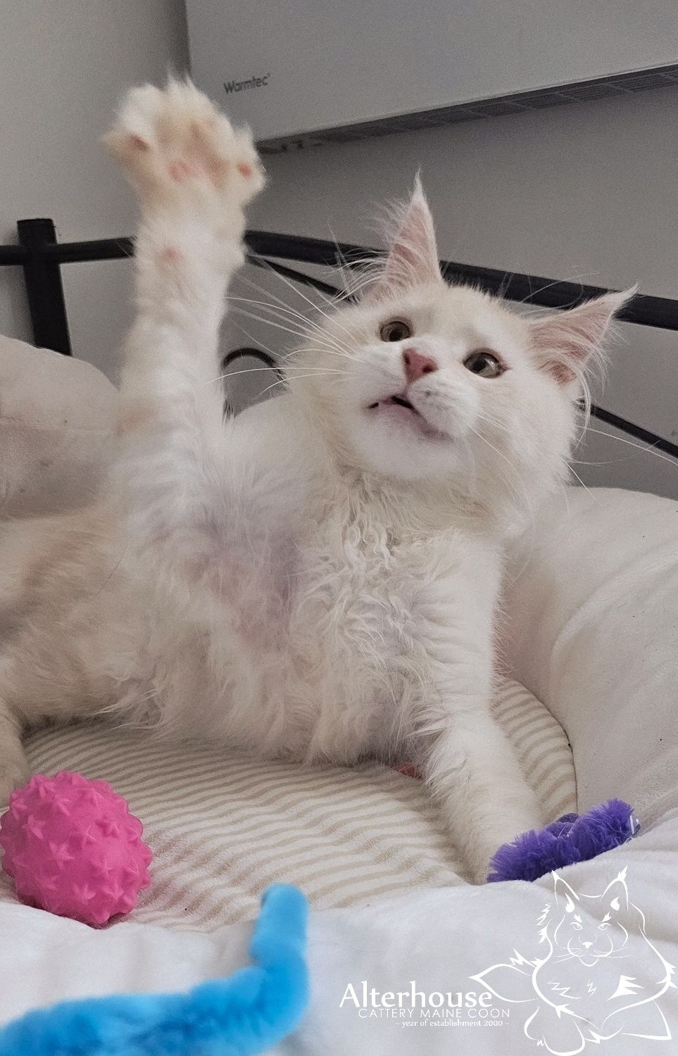 Srebrzysty kremowy kocur Maine Coon rodowód Felis Polonia FPL