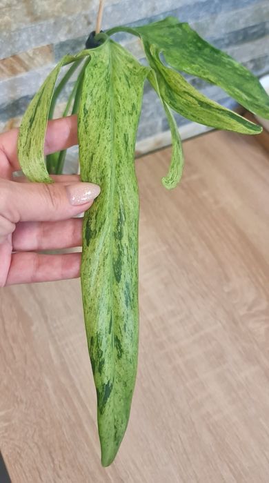 Philodendron Palaroense Mint,var.Rzadkość