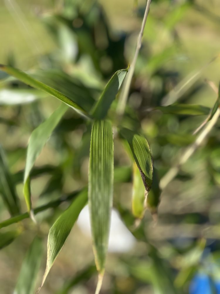 Bambu Pseudosasa Japonica