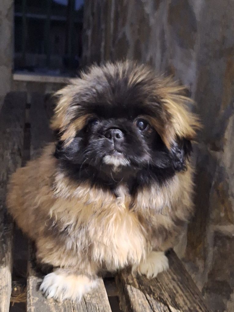 Pequines epagneul, magnificos