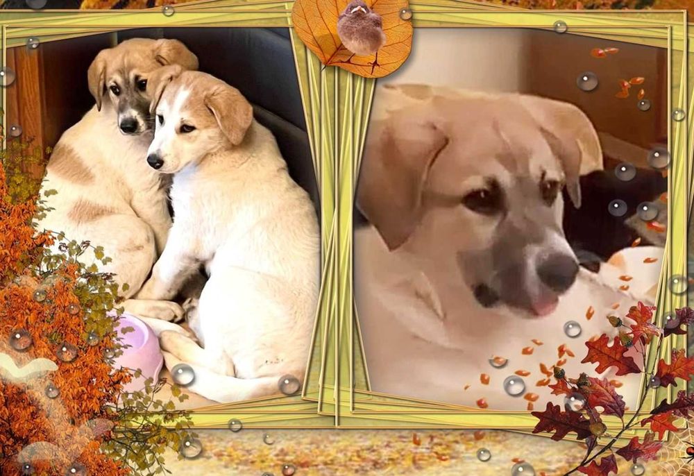 цуценя віддам щенка отдам крупні дівки щеплені 2міс