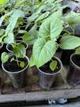 Paulonia elongata, paulownia elongata , data do plantio , janeiro
