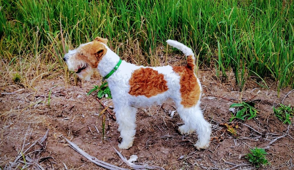 Foksterier szorstkowłosy FCI