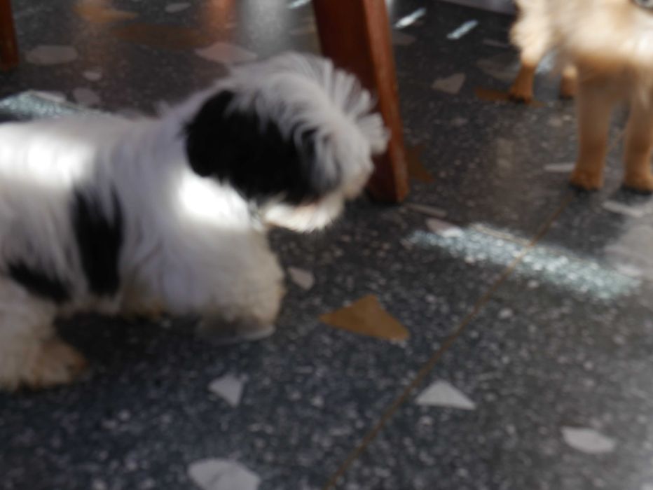 SHIH TZU - suczka