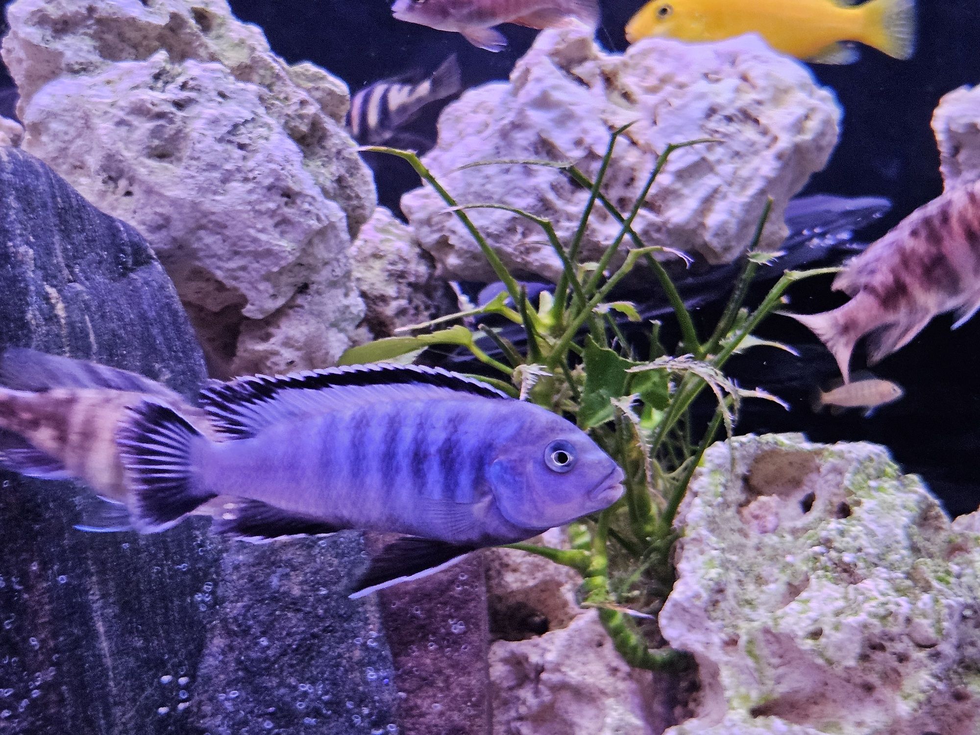 Pyszczak niebieski pseudotropheus socolofi malawi