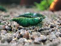 Krewetki neocaridina Green Jade