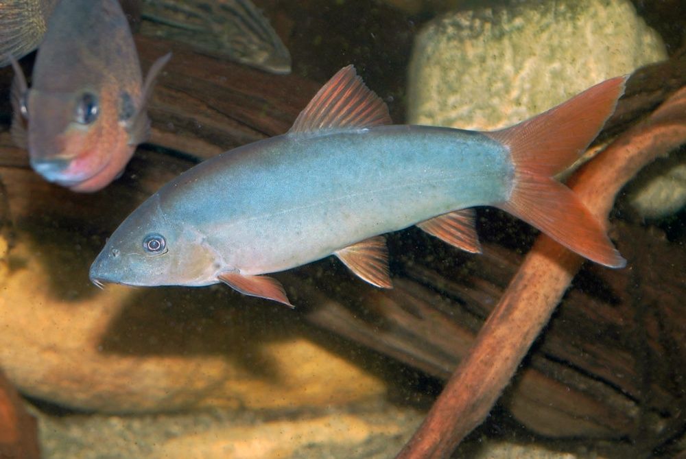 GB Bocja Szara, Niebieska, Modesta