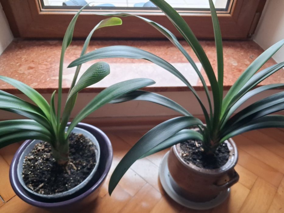 Kwiaty doniczkowe kliwie