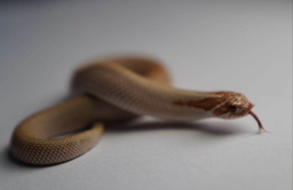 Wąż Heterodon nasicus - Toffee Superconda - Samica Hognose snake
