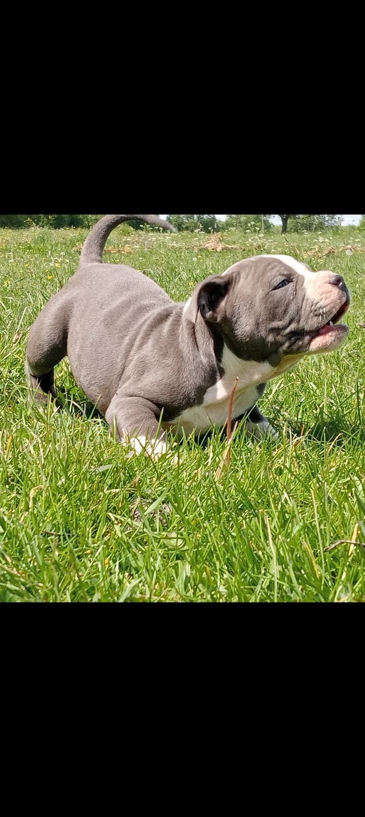 Amstaff blue chłopaki