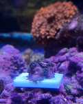 Corais Zoas Alien  Explosion