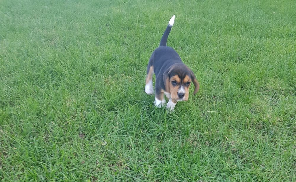 Beagle tricolor "FADO"