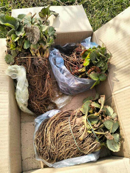 Розсада Полуниці Саджанці Малини Плодові дерева Рассада Клубники