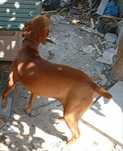Cão perdigueiro português