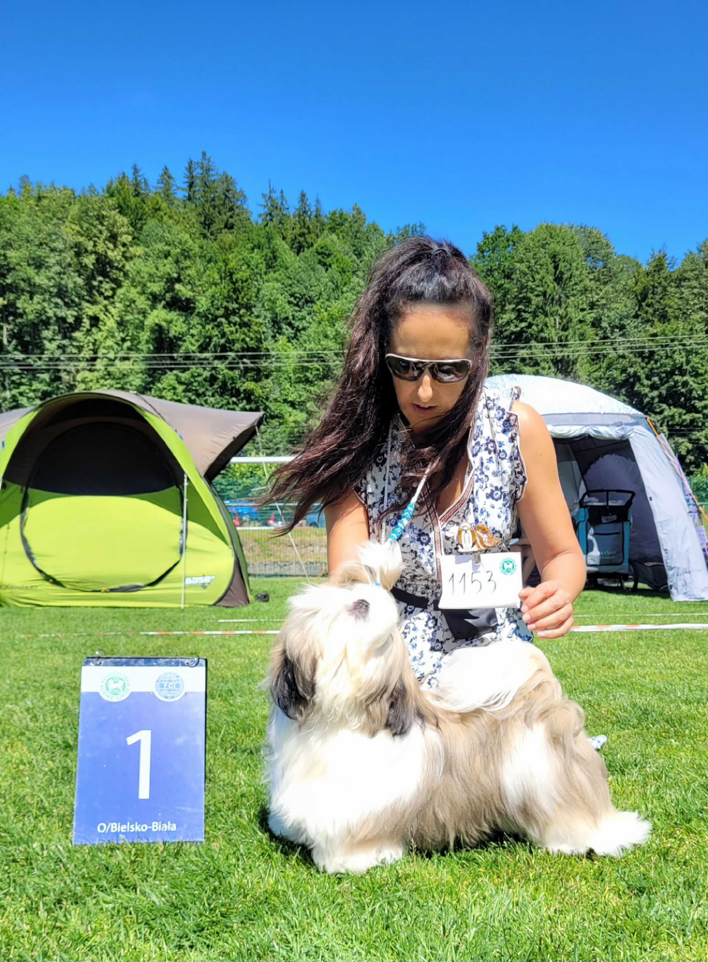 SHIH-TZU 8 miesięczny piesek ZKwP