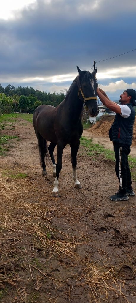 Vendo cavalo muito meigo
