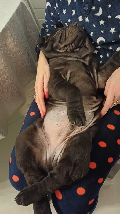 Shar Pei z rodowodem