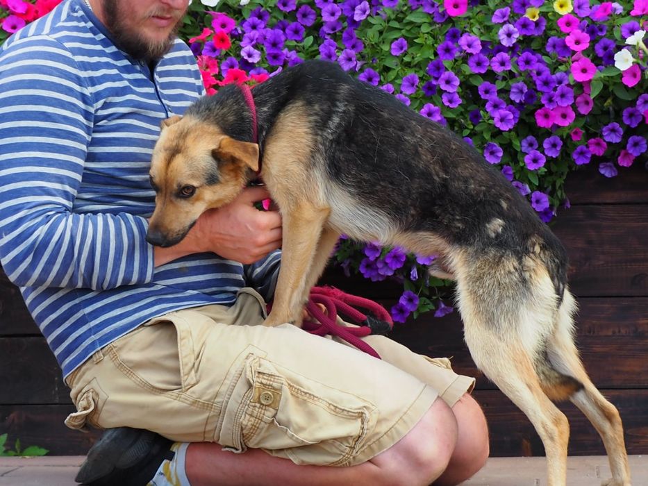 Młodziutki pies Frik szuka swego domu