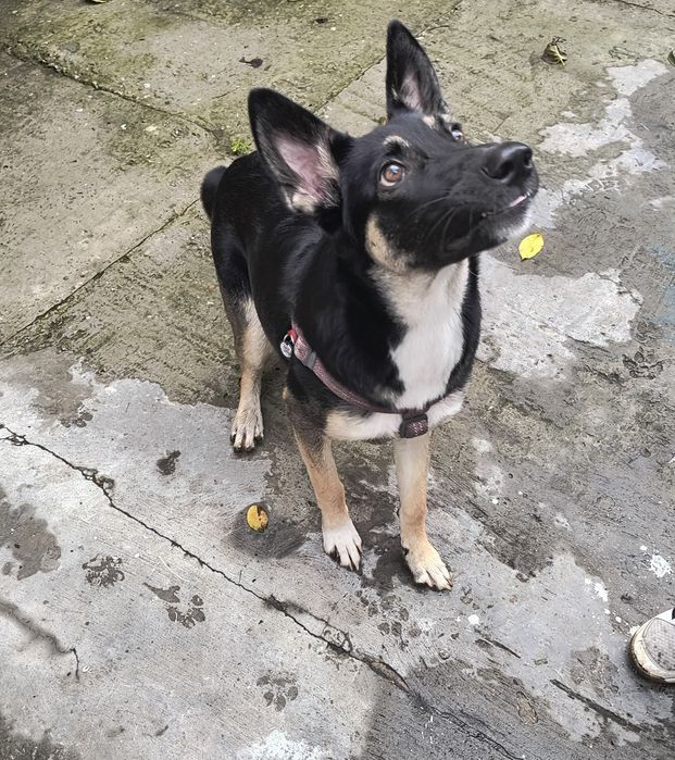 Хто загубив собаку?