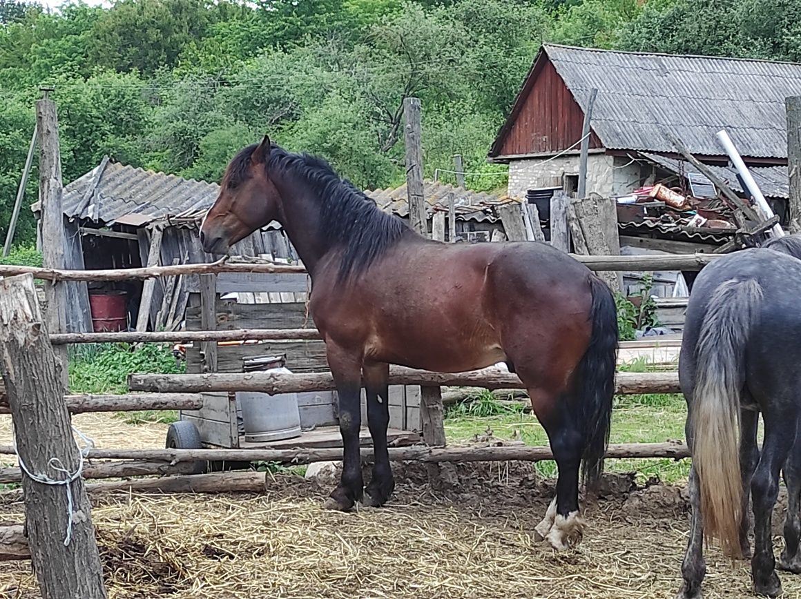 Продам жеребця в хороші руки