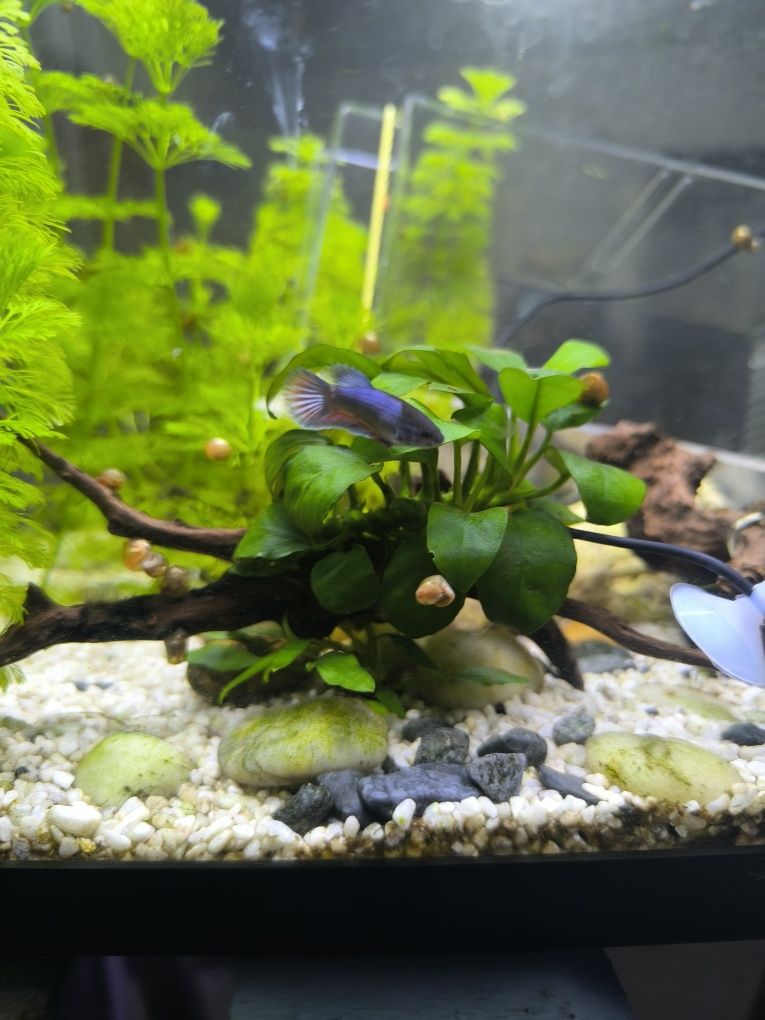 Bettas juvenis criação propria