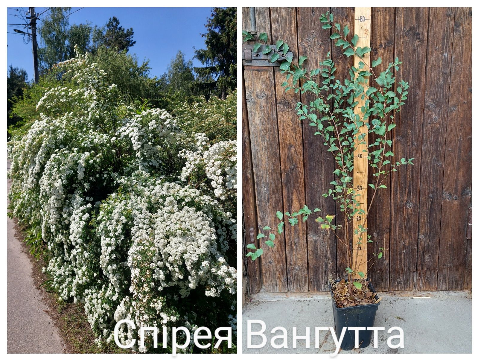 жасмін;спірея;пухироплідник