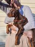 Szczeniak–piesek doberman od rodziców Championów