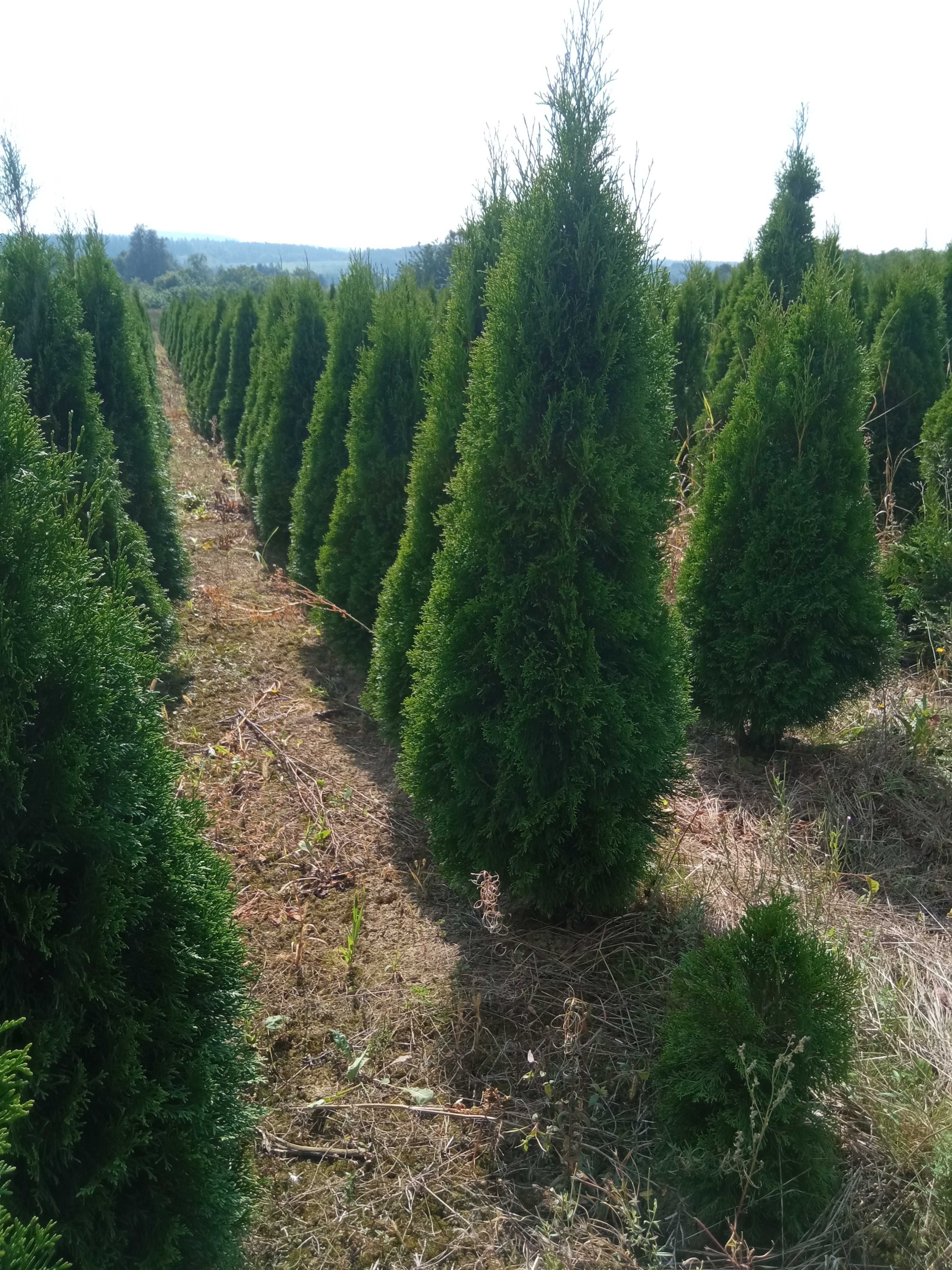 Tuja brabant, szmaragd 170cm, nawet do 250cm, dowóz, sadzimy