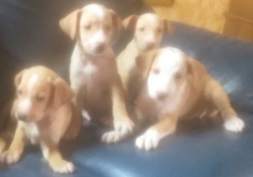 Cachorrinhos para doação inteiramente gratuitos