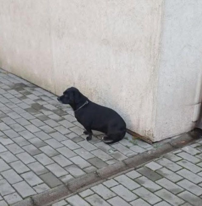 Замечена собака р-н Вознесеновский суд