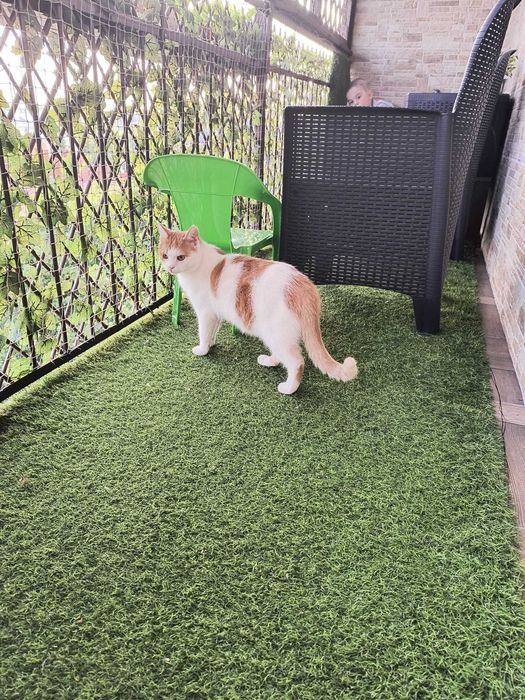 Pinokio - piękny kot poleca się do adopcji