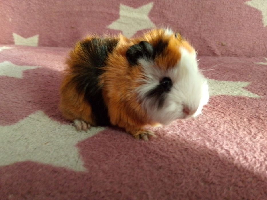 Świnka morska mix peruwianka ( samiec)