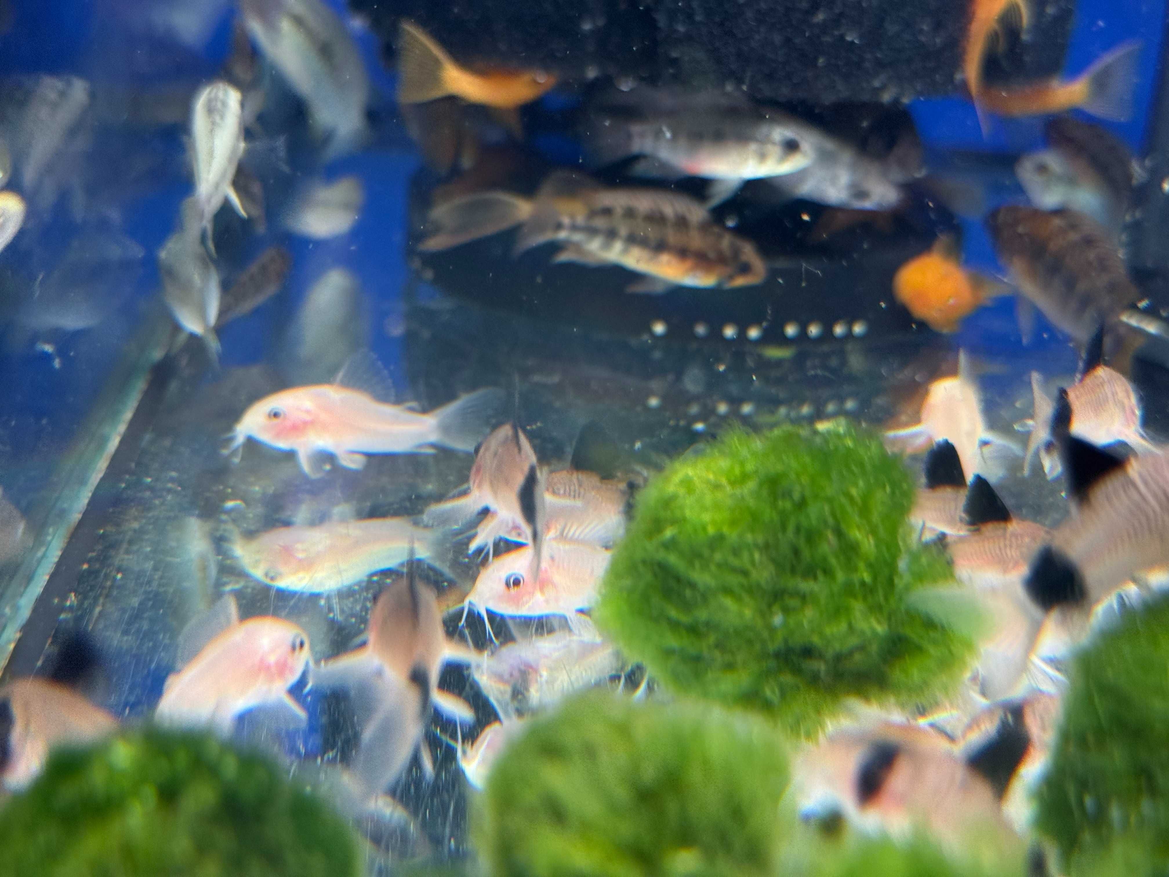 Kirys Panda Albino (Corydoras panda albino)
