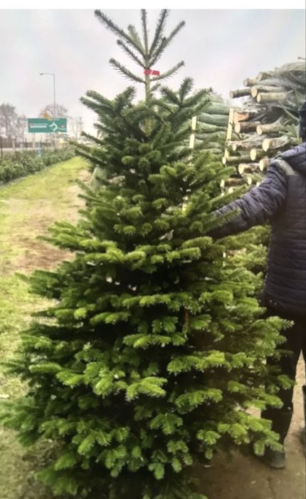 Choinki PREMIUM rondo w Debe Hurt/Detal 80 zł