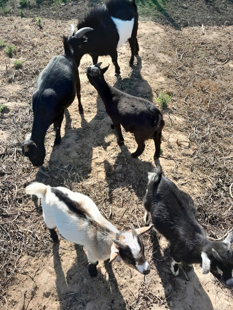 Cabritos anãs,  posso trocar por outros animais