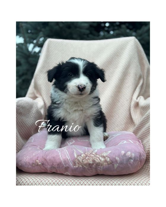 Szczeniak border czarno-biały (z bad. genetycznymi i rodowodem)