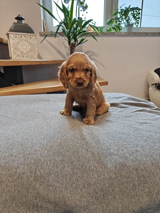 Sprzedam pieska Cocker Spaniel rudy