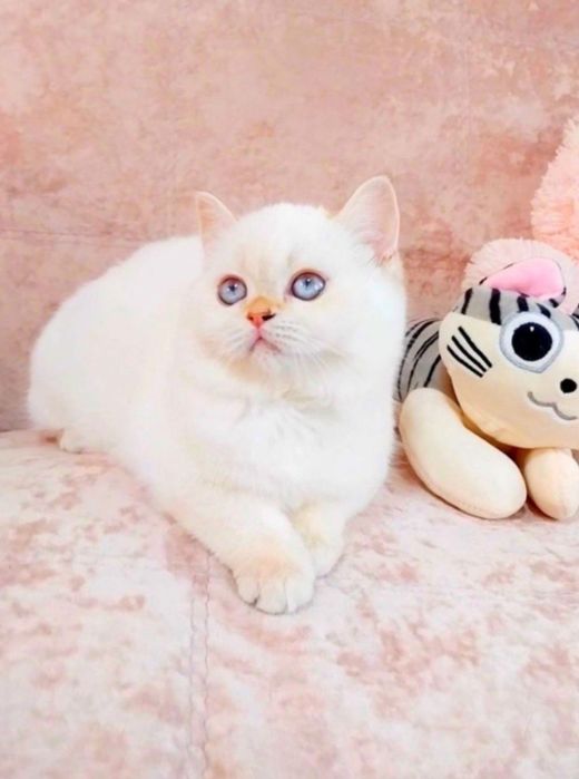 Чарівна дівчинка Біленька куколка