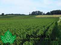 Sadzonki porzeczki czarnej TISEL® ORES® GOFERT®  2025 (licencja)