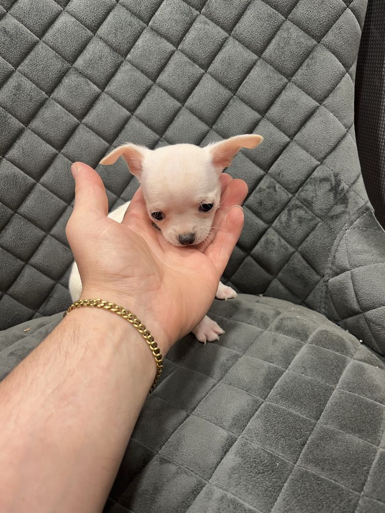 Menina   fêmea  da raça Chihuahua, muito pequena