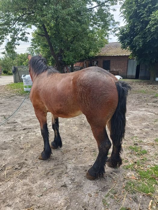 Zribica zimnokrwista