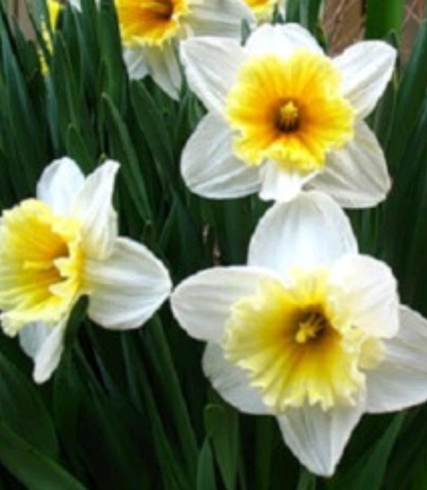 Продам луковицы нарциссы Айс Фоллис