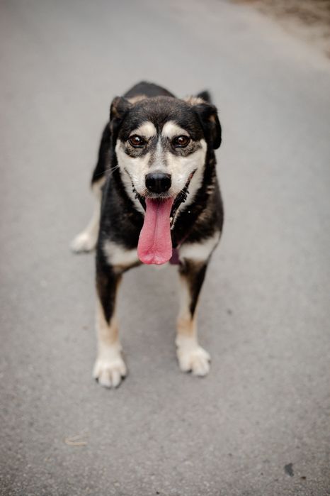 Cross kochany psiak czeka na miłość