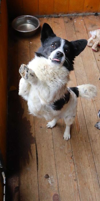 PILNE!Przekochany, towarzyski, grzeczny piesek szuka dobrego domu