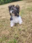 Yorkshire Terrier Biewer