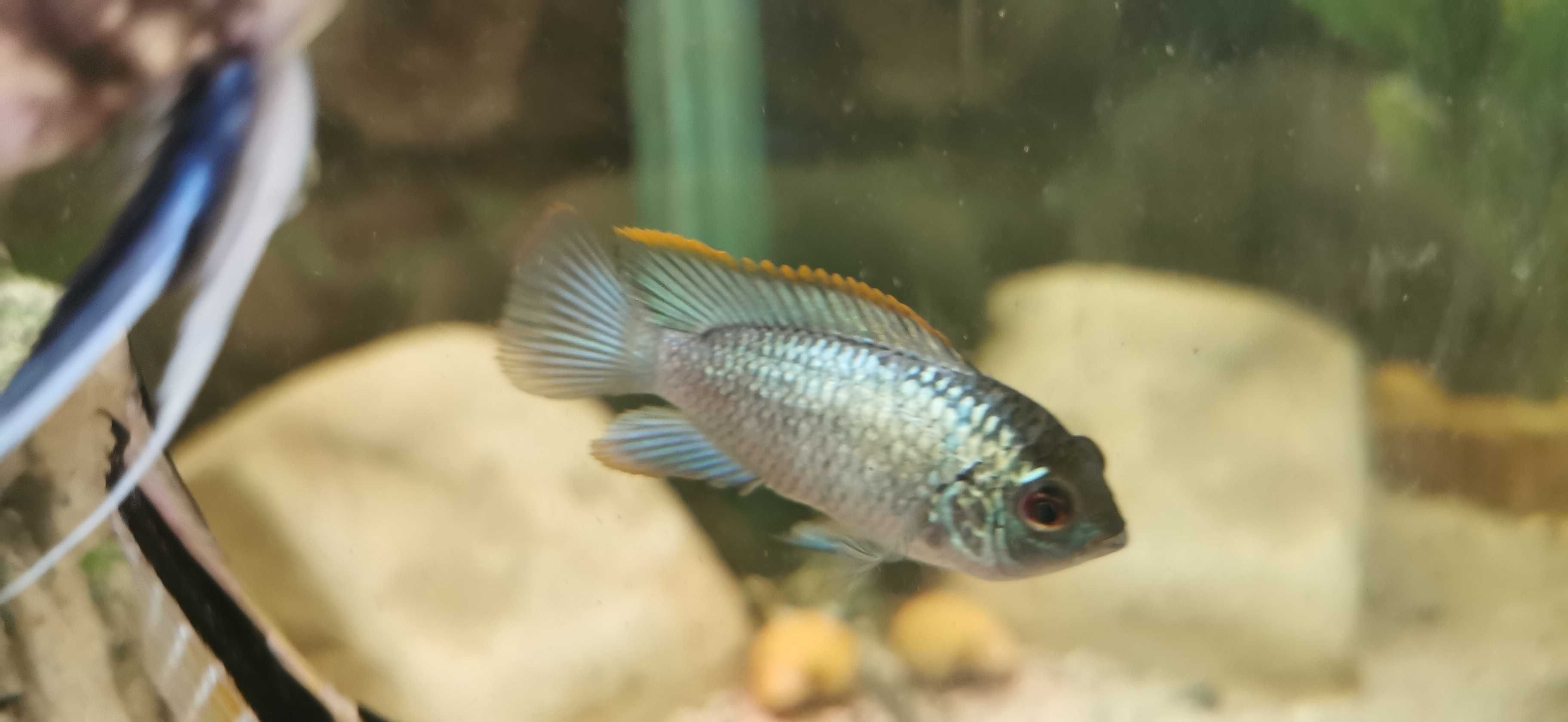 Akara BLUE-ELECRIK-7-10-cm.